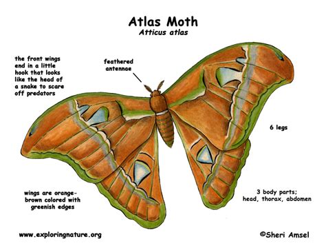 Moth (Atlas)