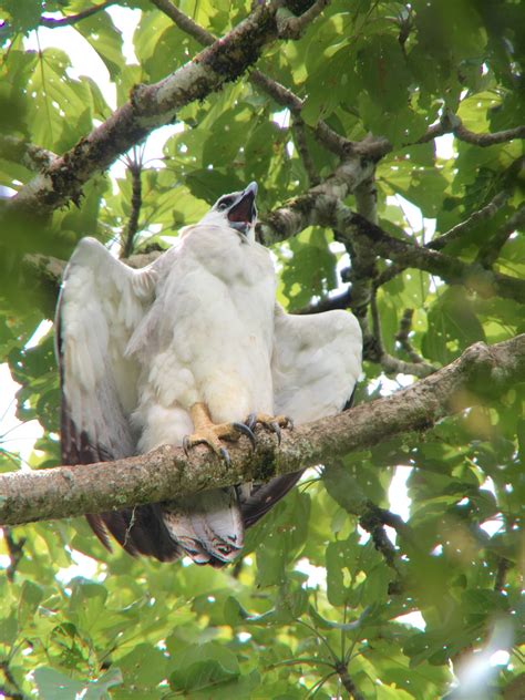 Bird of Extremes: The Harpy Eagle - Nature Observation