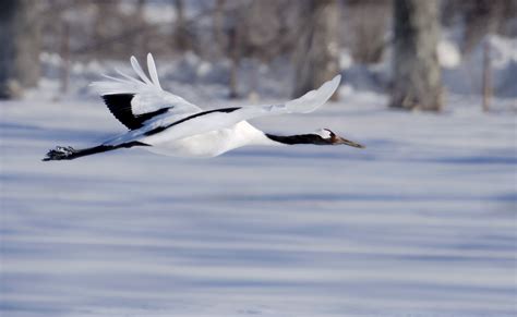 Exotic Winter Birds In Flight - Blain Harasymiw Photography