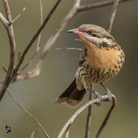 Beautiful Spiny-Cheeked Honeyeater in Meekatharra, Western Australia