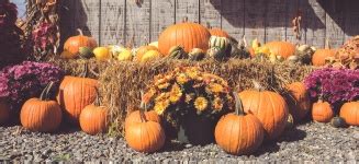 Fall Harvest Display Free Stock Photo - Public Domain Pictures