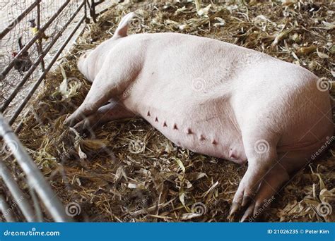 Sleeping Pig Royalty Free Stock Photo - Image: 21026235