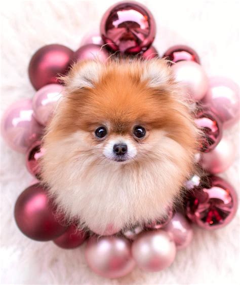 Pomeranian Teacup Dogs Wallpapers - Wallpaper Cave