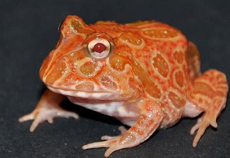 strawberry pineapple pacman frog - Captive Bred Reptiles for sale ...