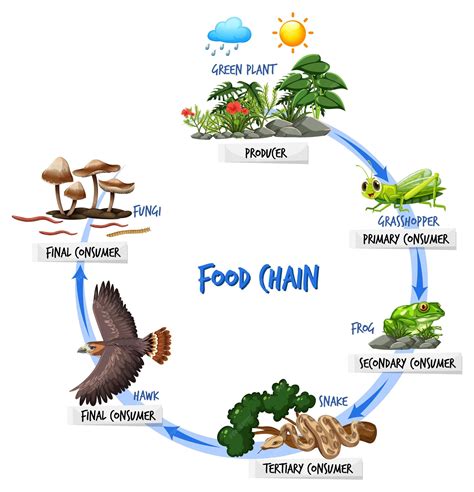 How To Draw A Food Chain - Seatblow22