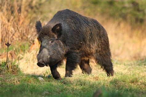 North Texas Wild Boar Hunting Tips - Whitetail and Exotic hunting ranch in North Texas