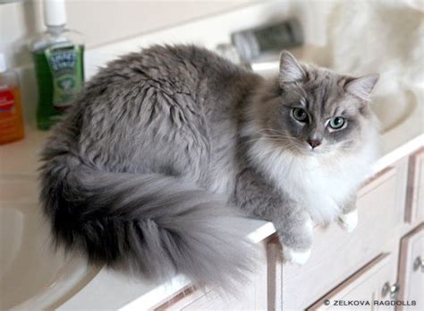 gray and white ragdoll cat - summafinance.com