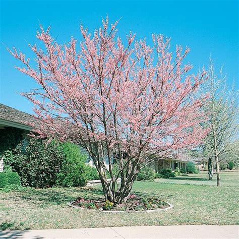 5.5-Gallon Eastern Redbud Clump Flowering Tree (L6341) at Lowes.com