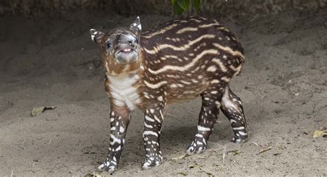 Endangered Baird’s Tapir Calf Born at San Diego Zoo Delights Visitors (LOOK) | Christian Forums