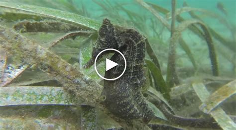 Watch This Rare Footage Of A Pregnant Male Seahorse Giving Birth