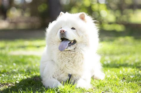 What Is The Biggest And Fluffiest Dog Breed