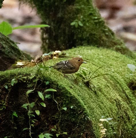 Common scale-backed antbird | BirdForum