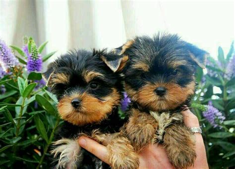 For Sale: Teacup Yorkie Puppies For Slae - Kingston Town