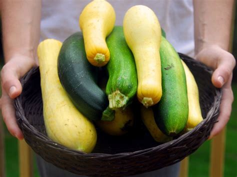 Growing Summer Squash - Planting Summer Squash Plants