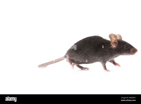 Common house mouse isolated on white background Stock Photo - Alamy