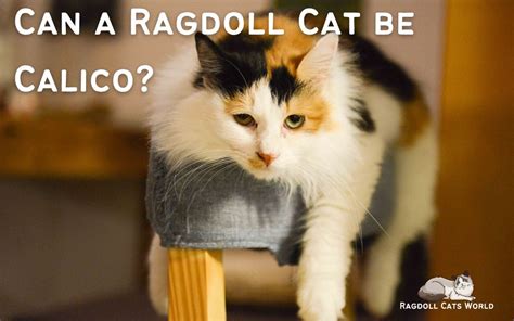 Can a Ragdoll Cat be Calico?