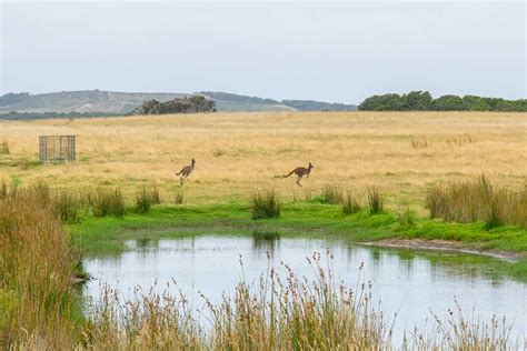 Where Do Kangaroos Live? This is Their Natural Habitat - Lucky Kangaroos