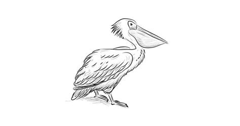 How to draw a pelican with a pencil step-by-step drawing tutorial