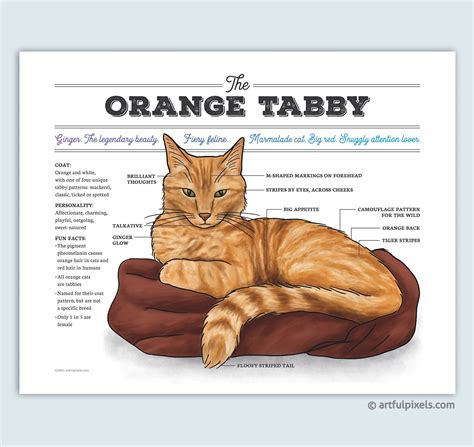 Orange Tabby Cat Diagram Art Print - Funny Gift for Cat Lovers