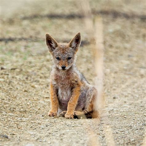 70+ Black Backed Jackal Pups Stock Photos, Pictures & Royalty-Free Images - iStock