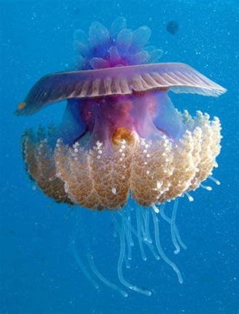 Medusa jellyfish - visitmokasin