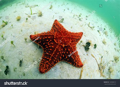 Red Starfish In Its Natural Habitat In Tropical Ocean Stock Photo ...