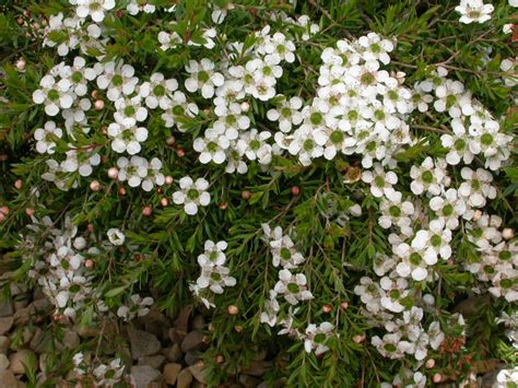 Leptospermum ‘White Wave’ – Tea Tree | Gardening With Angus