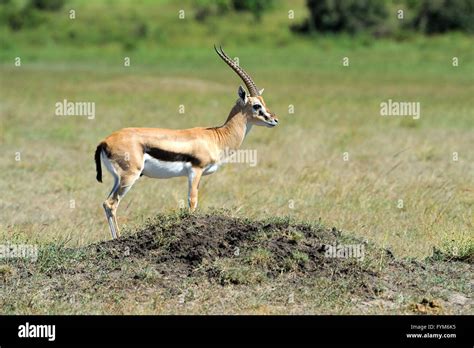 Thomsons gazelle herd hi-res stock photography and images - Alamy