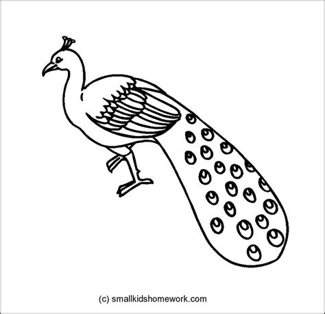 Peacock Drawing Outline at PaintingValley.com | Explore collection of ...