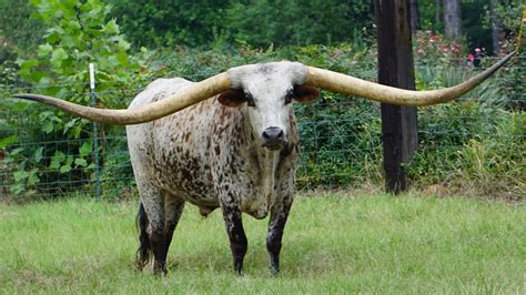 Guinness World Record For Longest Horn Span Goes To Texas Longhorn From Alabama : NPR