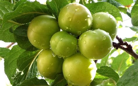 Green Gage Plum Tree - Rare green dessert plum with endless culinary u – Online Orchards