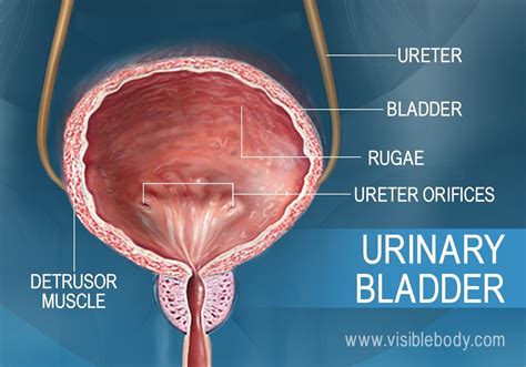 Urinary Bladder Anatomy Female