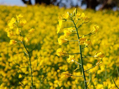 Canola Fields | Weddin Mountains Region