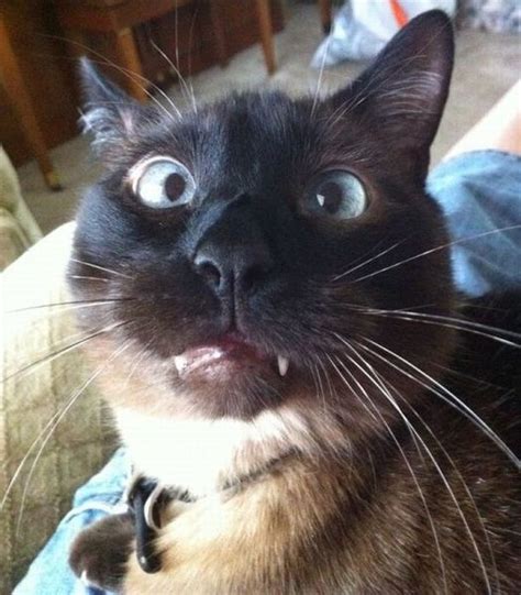 Funny Cat Face – 1Funny.com