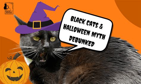 Adopting Black Cats in October: Experts Say There’s Nothing to Fear - FieldHaven Feline Center