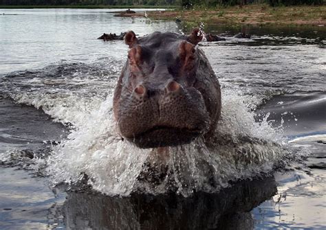 Angry hippo comes charging - Mirror Online