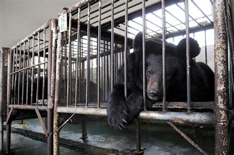 Moon Bear Rescue in China - Sassy Hong Kong