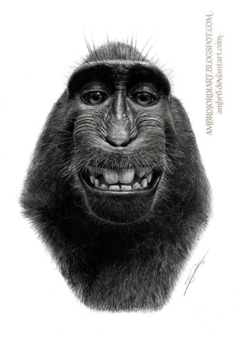 Macaque Selfie by AmBr0 on DeviantArt