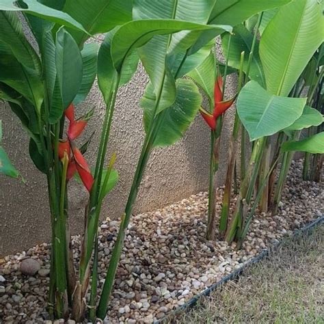 Jual Tanaman Hias Pisang-pisangan Heliconia - Pisang-pisangan Bali | Shopee Indonesia