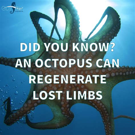 Did you know? An octopus can regenerate lost limbs. Limb, Scottsdale, Trivia, Octopus, Southwest ...