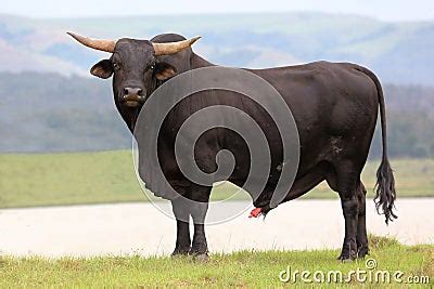 Brangus Cattle Bull Royalty Free Stock Photography - Image: 35249277