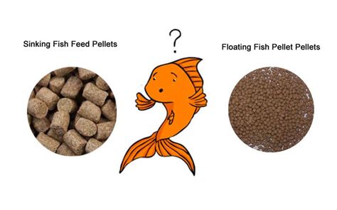 Fish Feed Pellets: To Sink or to Float? Choice of Fish Feed Pellet Machine