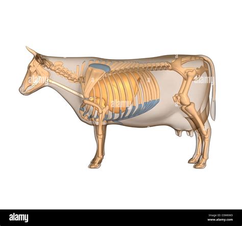 Anatomy of the cow respiratory lungs Stock Photo - Alamy