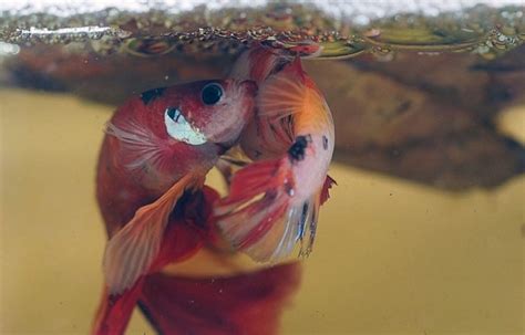 Betta Fish Breeding Guide: How to Successfully Breed Betta