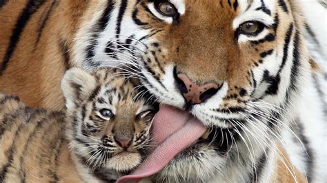 White Tiger Cubs Wallpaper (57+ images)