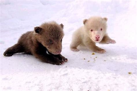 ShangralaFamilyFun.com - Shangrala's Albino Bears!