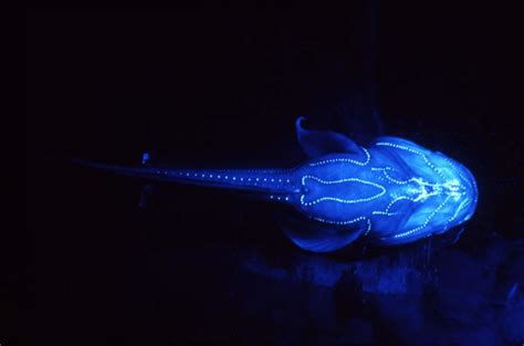 Final major project: Bioluminescence