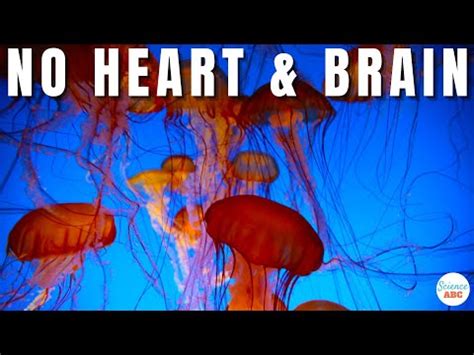 Do Jellyfish Have Brains? How Do They Function Without A Heart Or Brain?