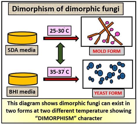 What is Dimorphic Fungi? Dimorphic Life Cycle, Examples & Transmission - Biology Reader