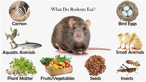 What Do Rodents Eat? - Feeding Nature